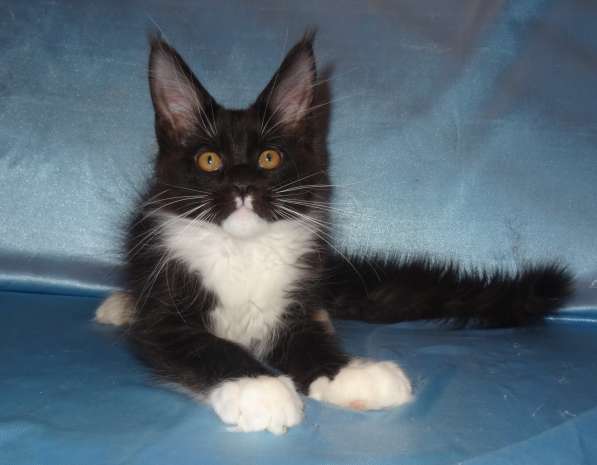 Ламборджини кошечка мейн кун в Москве фото 12