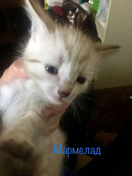Котята в добрые руки в Туле фото 6