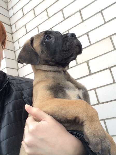 Щенки Бульмастифа в Москве фото 4