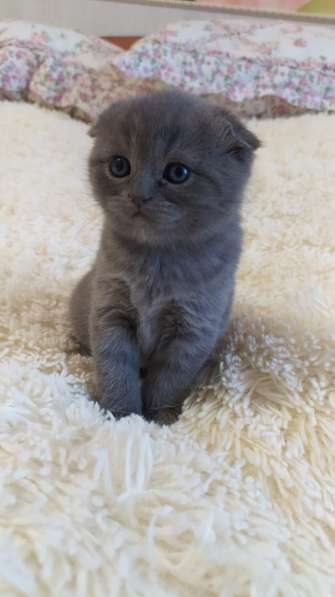 Шотландские вислоухие в Павлове фото 5