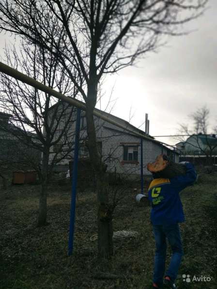 Спил (удаление) деревьев. Расчистка участков, покос в Белгороде фото 10