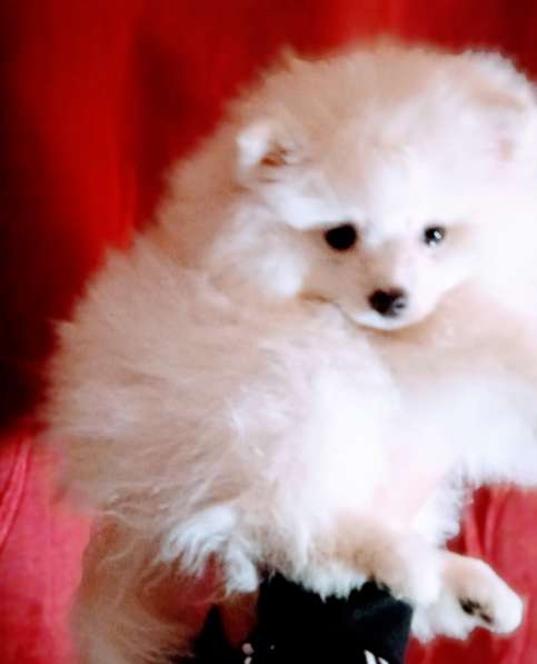 Продается белоснежный щенок померанский шпиц