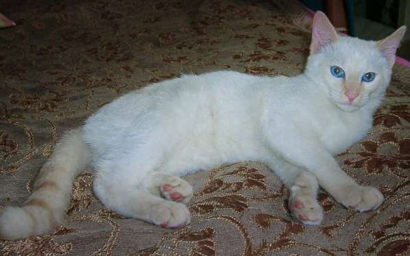 Ищем добрые руки для маленьких котят в Москве фото 13