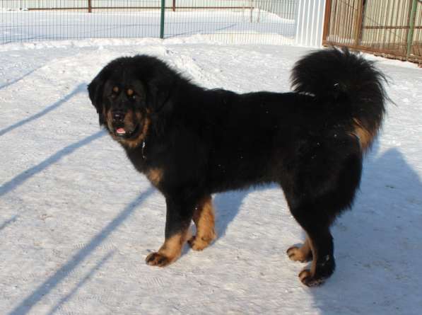 Тибетский мастиф - лучший страж на территории в Москве фото 140