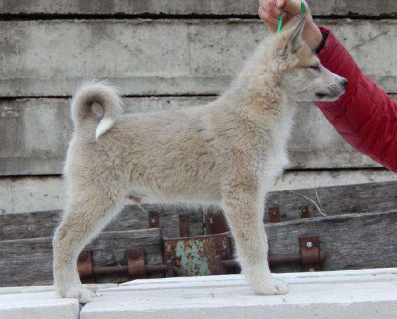 Предлагаются на продажу шикарные щенки западно-сибирской породы лайки от породных предков в 