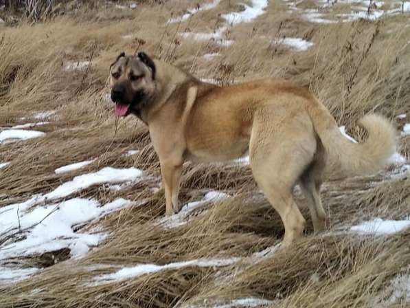 Щенки Кангальской овчарки в Москве фото 10