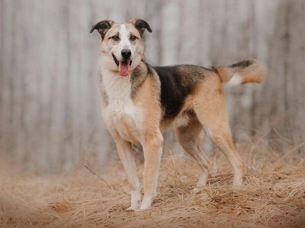 Молодой энергичный Майор ищет семью в Москве фото 41