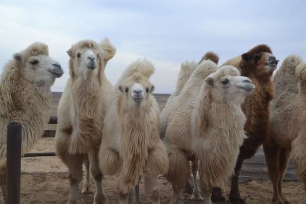 Верблюды двухгорбые, Бактариан Белый под заказ в Волгограде фото 6