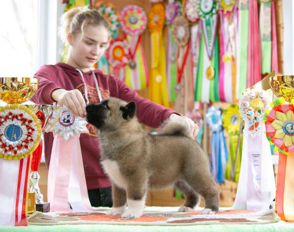 Щенки американской акиты в Рыбинске фото 7