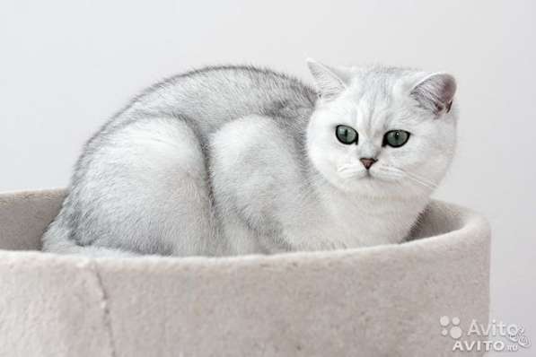 Британские котята серебристой шиншиллы в Санкт-Петербурге фото 3