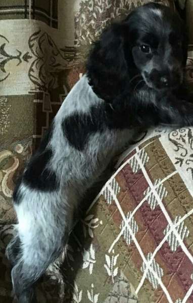 Щенки русского спаниеля в Омске фото 7