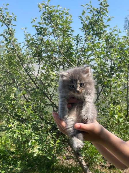 Маленькие котята в добрые руки в Москве