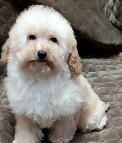 Poodle. Apricot boy