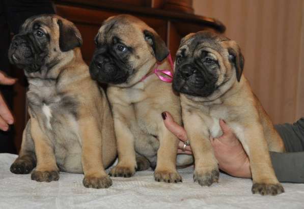 Бульмастифы в Екатеринбурге в Екатеринбурге фото 10