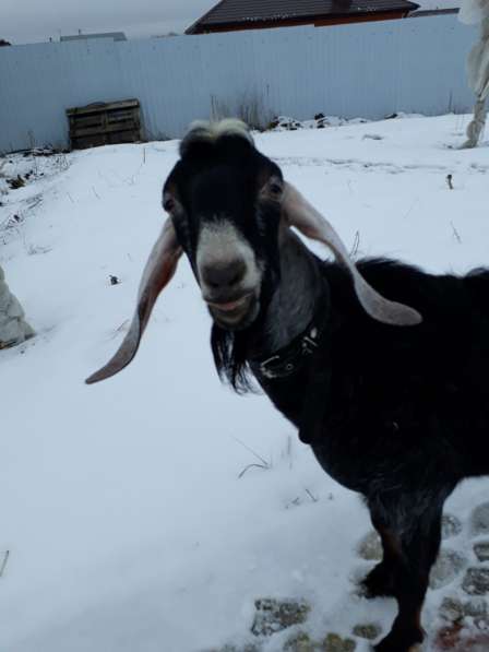 Продается нубийский козел с доками в Липецке