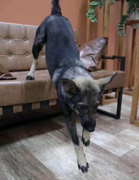 Щенок Рокси ищет семью в Москве