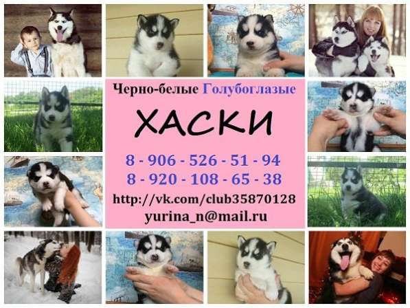 Щенки Сибирской хаски. черно-белые в Великом Устюге