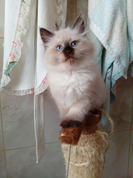 Hypoallergenic Kittens for Sale from Russia в Ставрополе фото 5