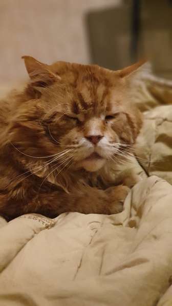 Котик на вязку Мейн-кун в Дмитрове фото 5