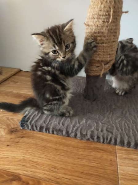 Шотландские котята в фото 15