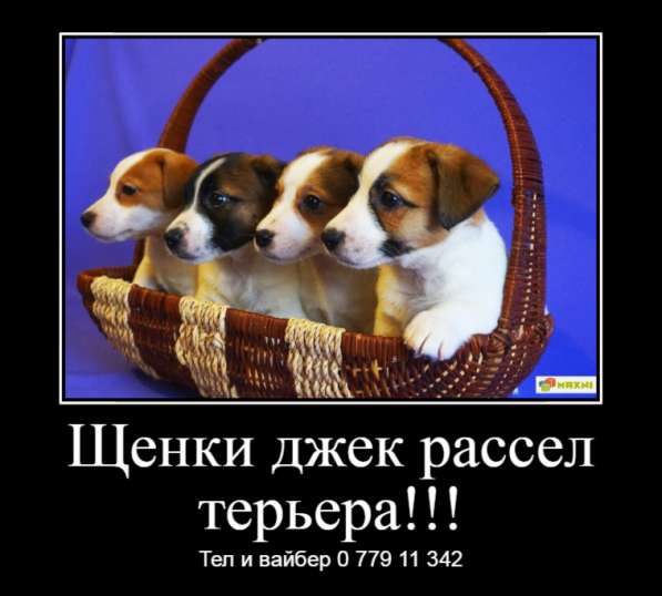Щенки джек рассел терьера! в фото 13