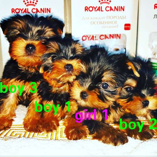 Щенки Йоркширского терьера