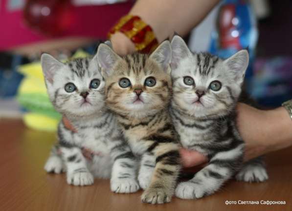 Шотландские короткошерстные котята в фото 3