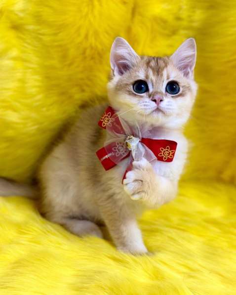 Британские котята драгоценных окрасов(золотая шиншилла) в фото 7