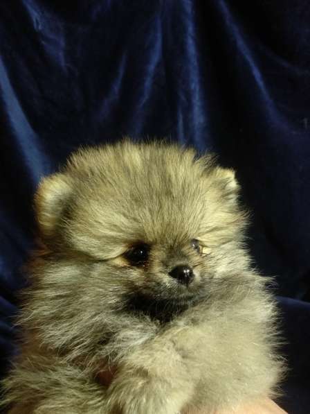 Щенки Померанский шпиц в фото 27