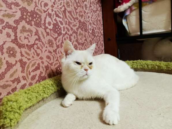 Шотландская Прямоухая Девочки и Мальчики в Москве фото 3