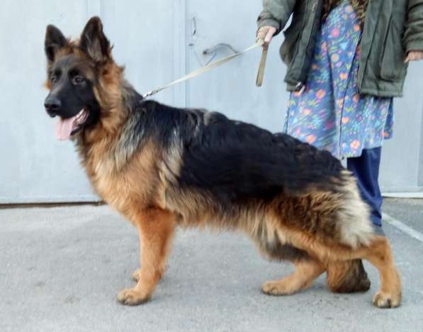 Щенок немецкой овчарки из питомника Вансед в Краснодаре фото 5