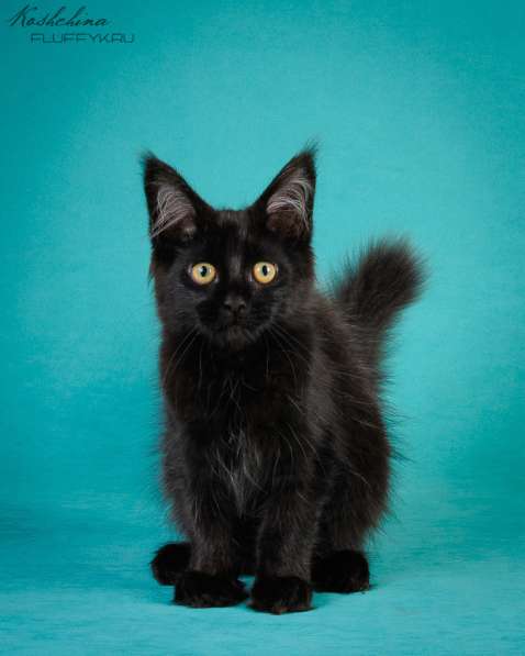 Котята мей-кун в Подольске фото 10