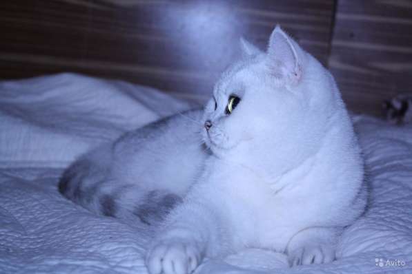 Котята серебристой шиншиллы в Москве фото 5