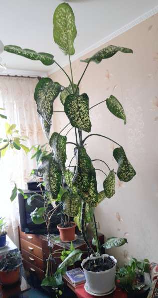 Диффенбахия, комнатное растение