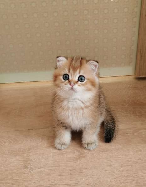 Шотландские котята в Новосибирске фото 14