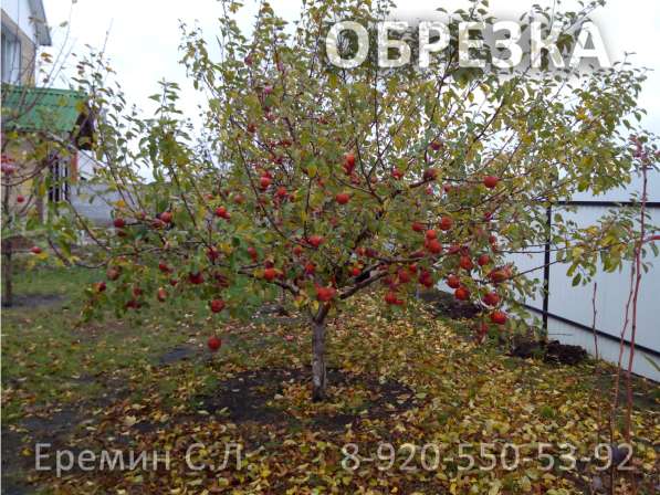 Зимняя обрезка плодовых деревьев в Белгороде фото 13