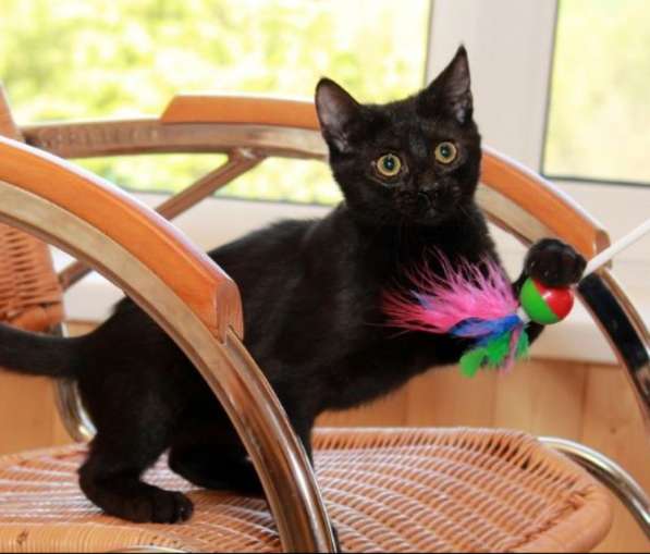 Котята в добрые руки. Рыжие девочки в Москве фото 27