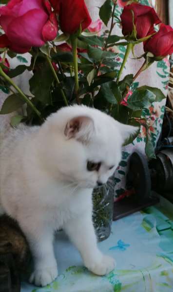 Британские котята в фото 12