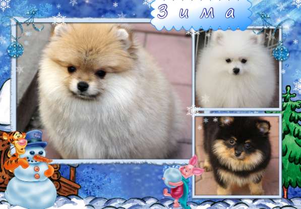 Щенки шпица в Раменское фото 26