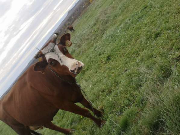 Продам двойных коров в фото 4
