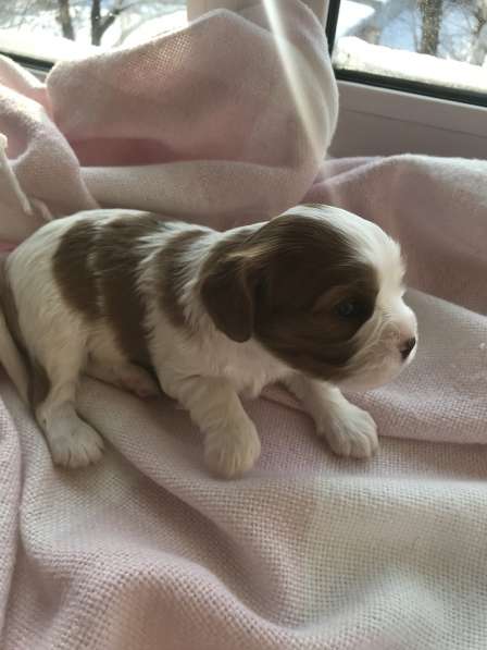 Щенки кавалер кинг Чарльз спаниель в Челябинске фото 3