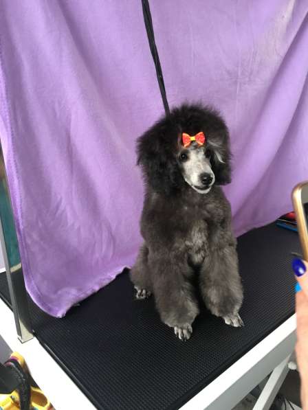 Пудель миниатюрный в Москве фото 3