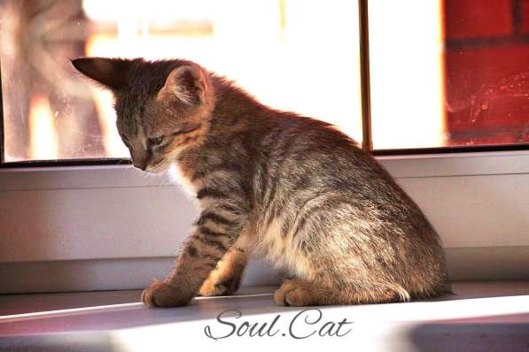 Чаузи F1 питомника Soul. Cats! в Москве фото 17