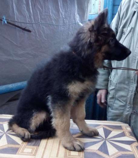 Щенок немецкой овчарки из питомника Вансед в Краснодаре фото 10