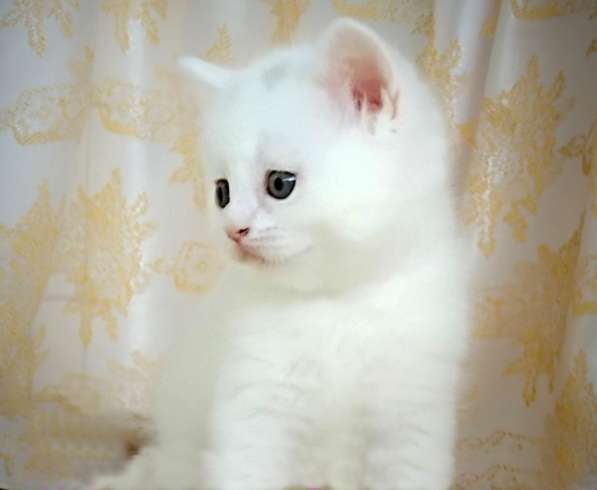 Шотландские котята в Симферополе фото 8