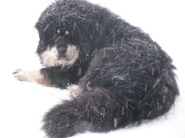 Тибетский мастиф - лучший страж на территории в Москве фото 101