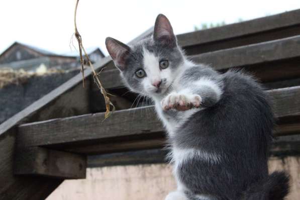 Котята в добрые руки в Томске
