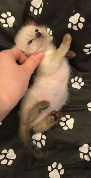 Европейская Бурма котенок лилового окраса в Санкт-Петербурге фото 18