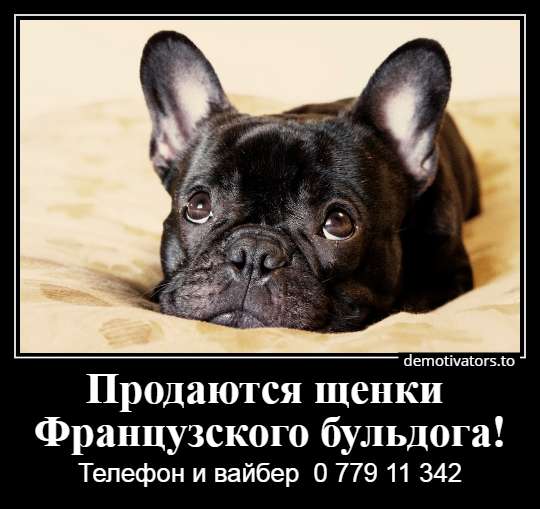 Очаровательные щеночки французского бульдога в фото 23