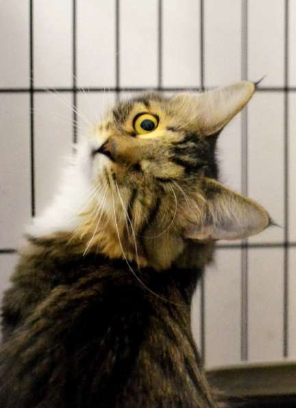 Милая Эльфия ищет дом в Москве